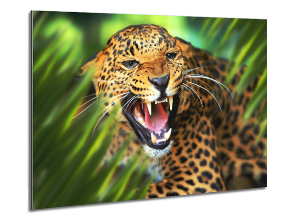 Fierce leopard in the grass Metal Print