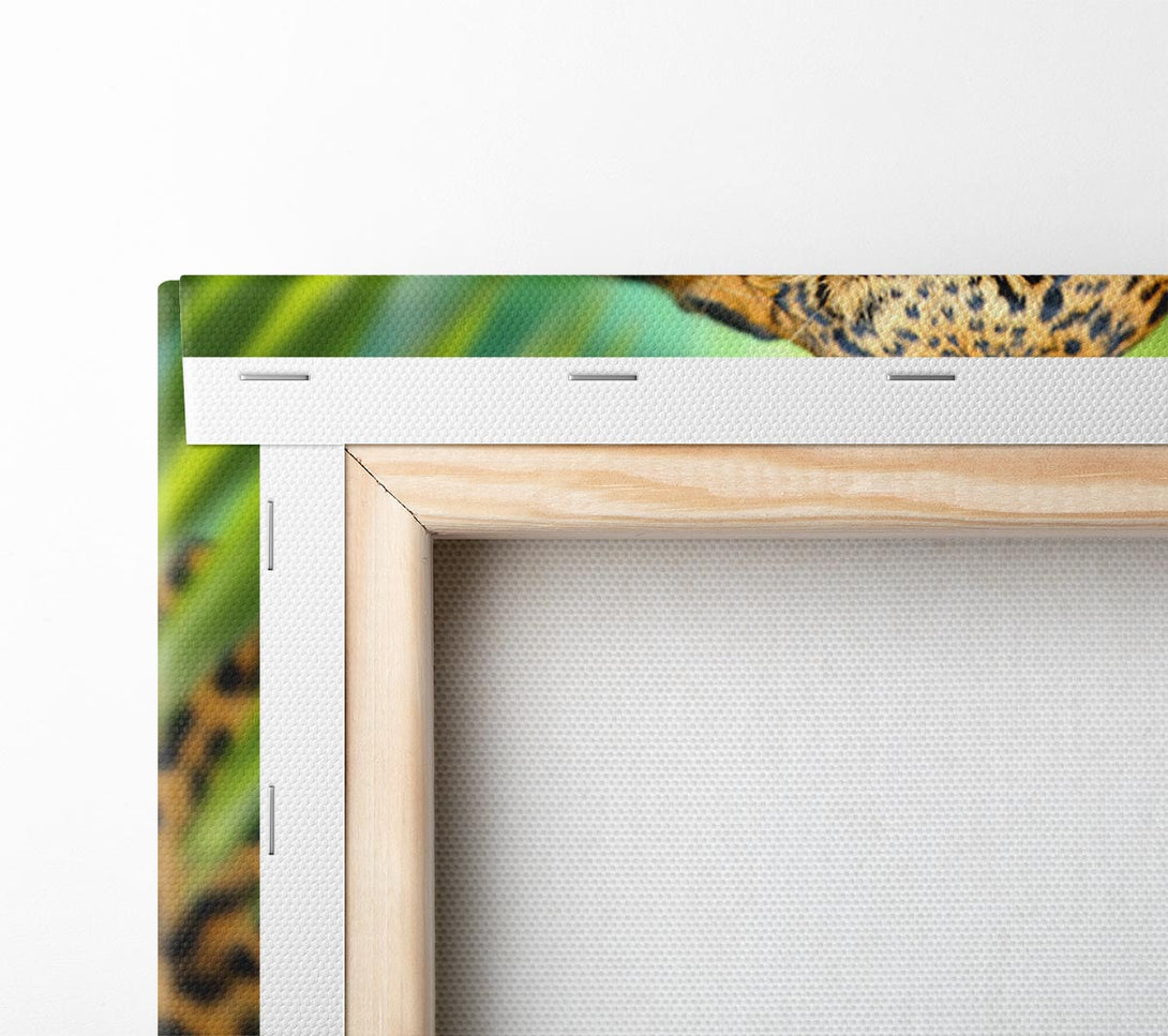  A Canvas Print of Fierce leopard in the grass Canvas Print