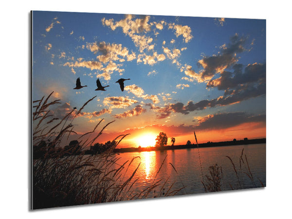 Swans flying over the lake Metal Print