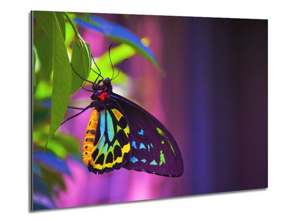 Butterfly closeup on a leaf Metal Print