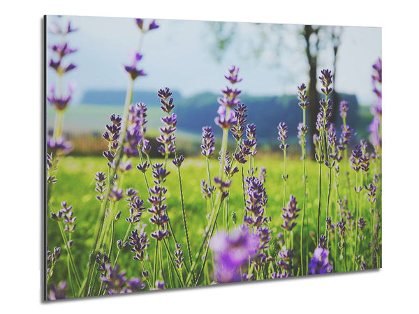 Tiny flowers suspended above the grass Metal Print