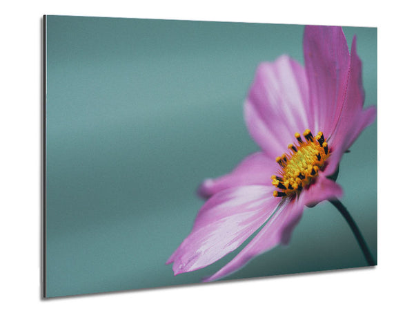 Flower shot from the side pink Metal Print