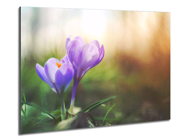 Purple crocus in soft focus Metal Print