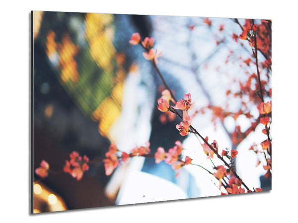 Cherry blossum in focus Metal Print