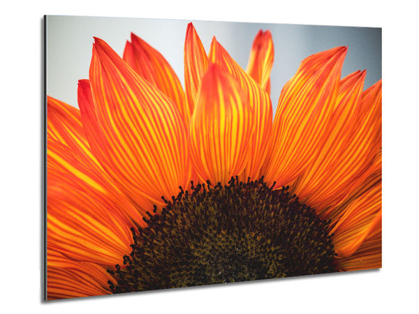 Orange flower opening up close up Metal Print