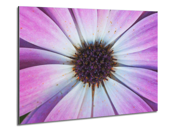 Purple flower close up and personal Metal Print
