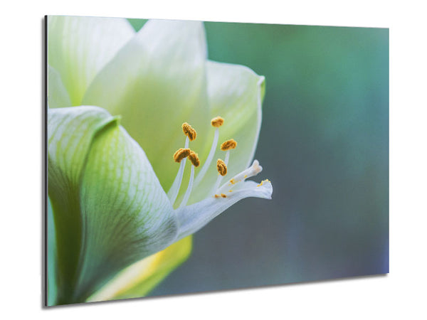 White flower with pollen Metal Print