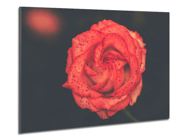 Pretty speckled flower Metal Print