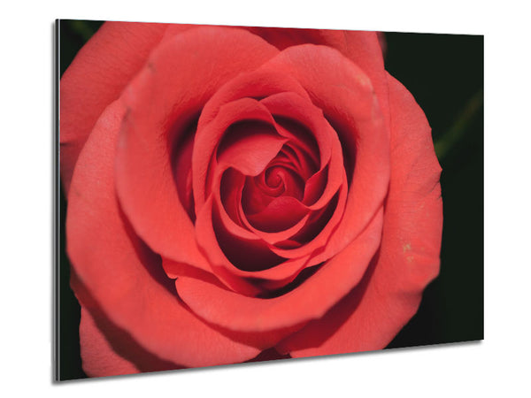Rose coloured flower Metal Print