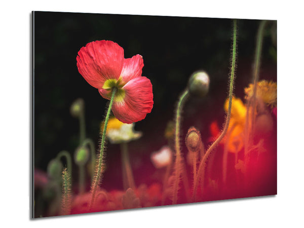 Poppy standing tall Metal Print