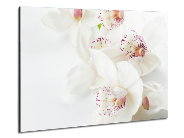 Orchid bliss Metal Print