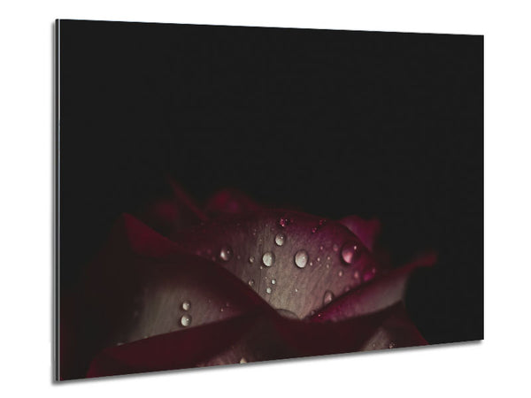 water droplets falling off a flower Metal Print