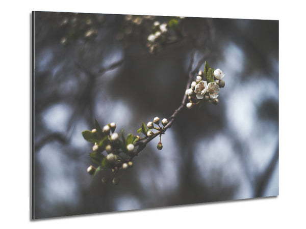 White blossom tree in soft focus Metal Print
