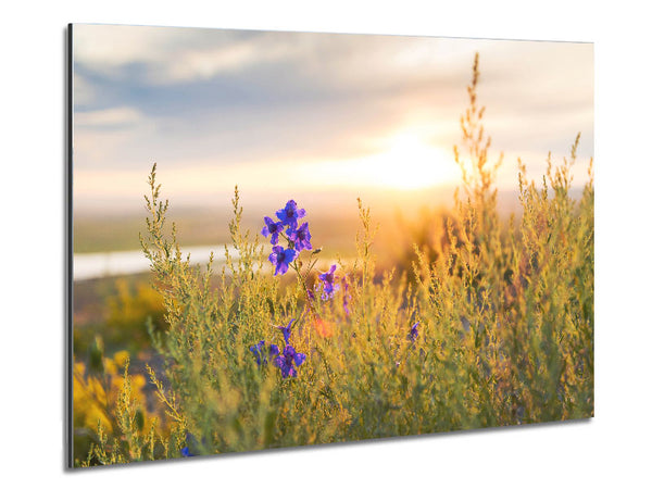 Purple flower suspended in the sunlight Metal Print