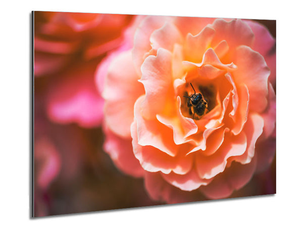 Bee chilling in a flower Metal Print