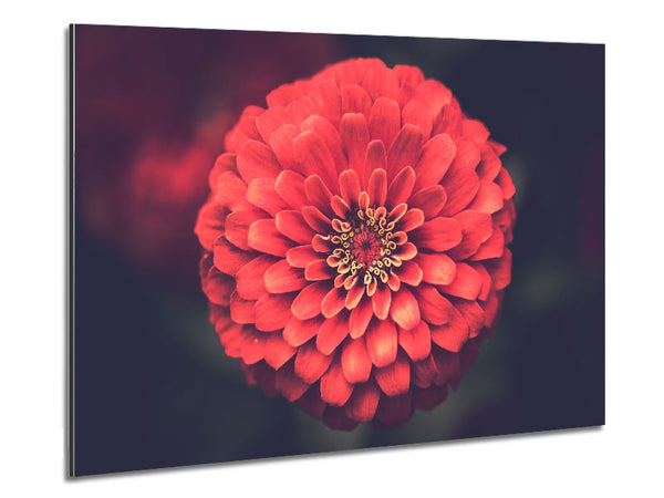 Circular flower perfectly balanced Metal Print