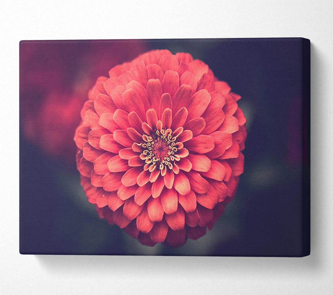  A Canvas Print of Circular flower perfectly balanced Canvas Wall Art
