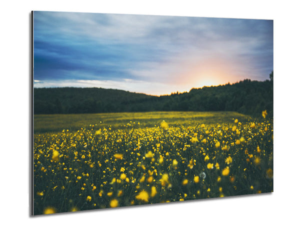 Surreal field of yellow flowers Metal Print
