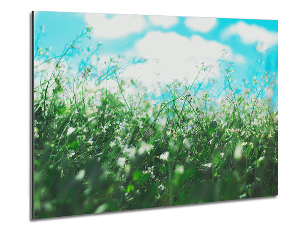 Wild flowers in the spring meadow Metal Print