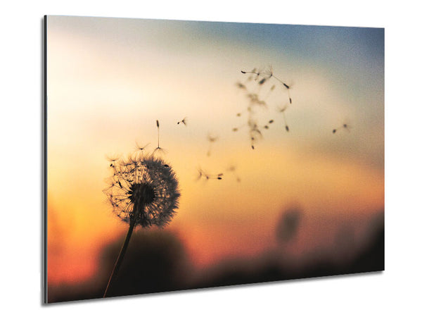 Dandellion Seeds floating Metal Print