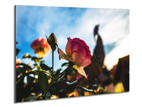 Red rose sunning Metal Print