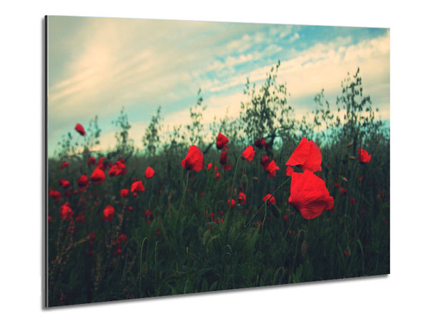 Red poppies on a windy day Metal Print