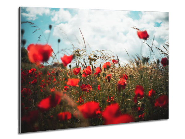 Red Poppies reaching the sky Metal Print