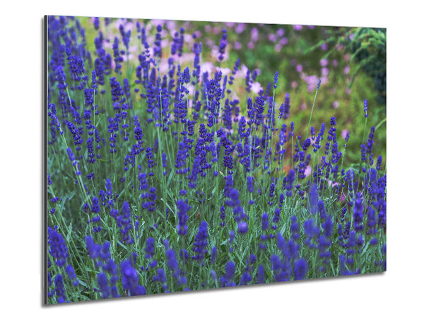 Purple flowers in the meadow spring Metal Print