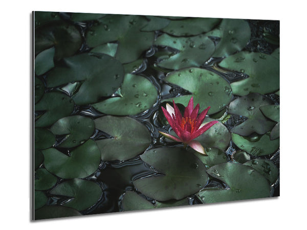 Lotus peering above the lilly pads Metal Print