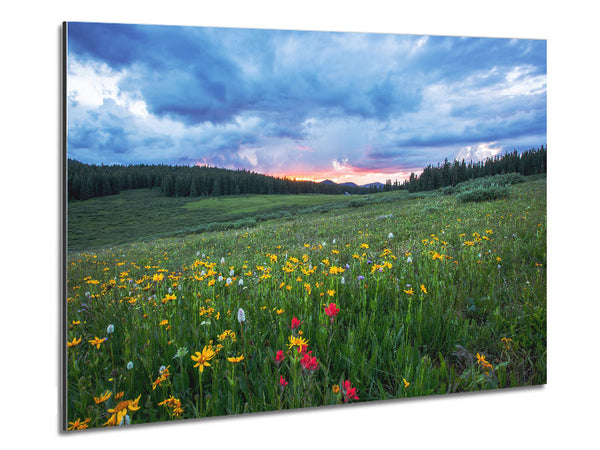 Spring meadow between the trees Metal Print