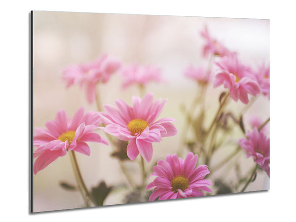 Pink flowers in soft light Metal Print