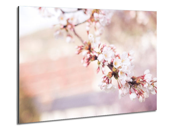 Cherry blossoms decending branch Metal Print