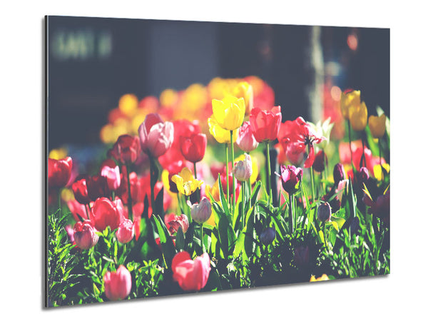 Low contrast tulips Metal Print