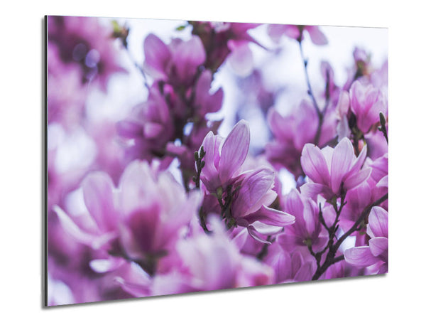 Lilac flowers striking detail Metal Print