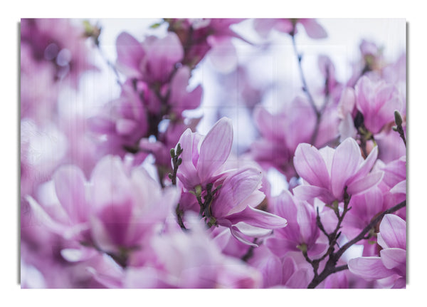 Lilac flowers striking detail