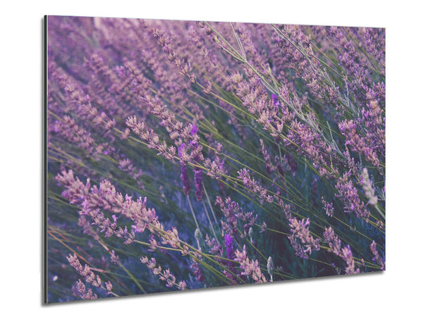 One Direction of delicate flowers Metal Print