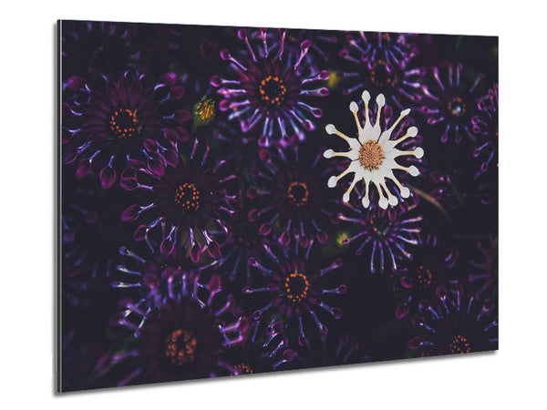 Star shaped flowers in a group Metal Print