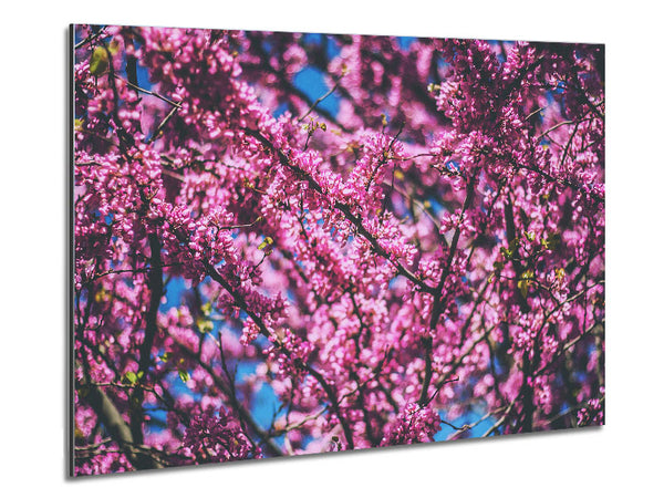 tree blossom flowers on a blue sky Metal Print
