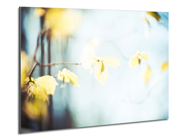 Bleached leaves Metal Print