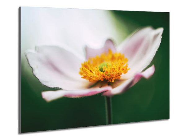 Landing pad flower Metal Print