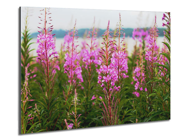 pink flowers in front of the stream Metal Print