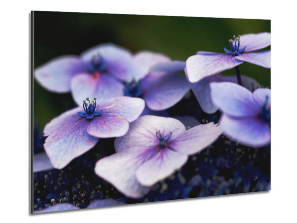 Flat purple flowers Metal Print