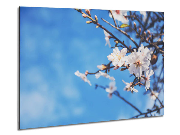 White blossom flowers  off a branch Metal Print