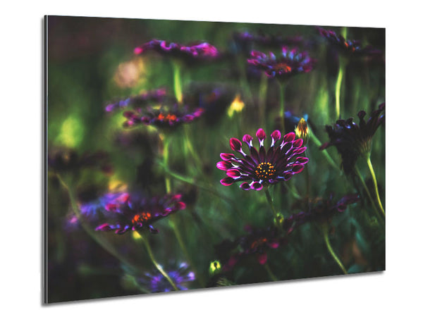 Star flowers suspending off the ground Metal Print