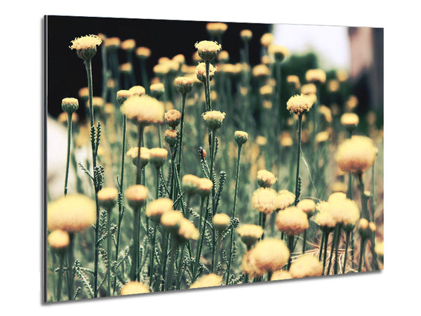 Poppy stalks Metal Print
