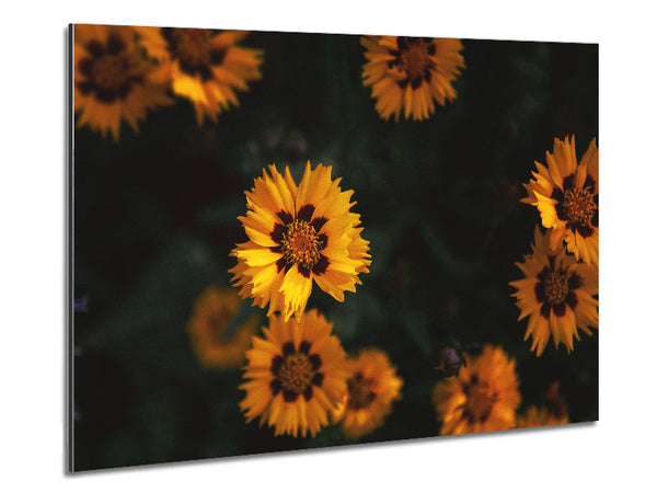 Yellow flowers in the dark Metal Print