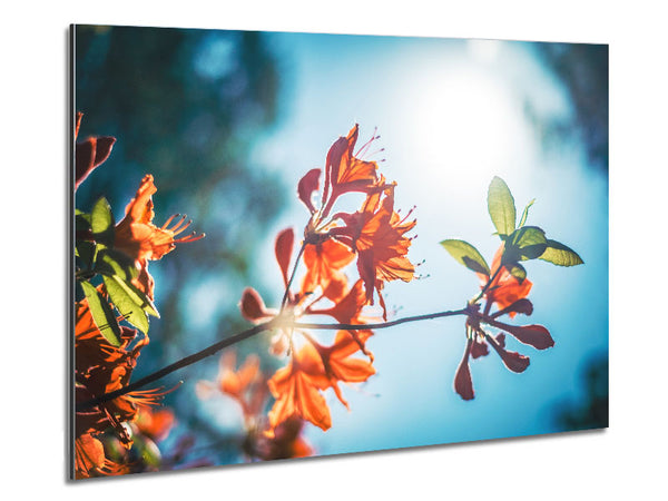 Sun shinging through the twigs and leaves Metal Print