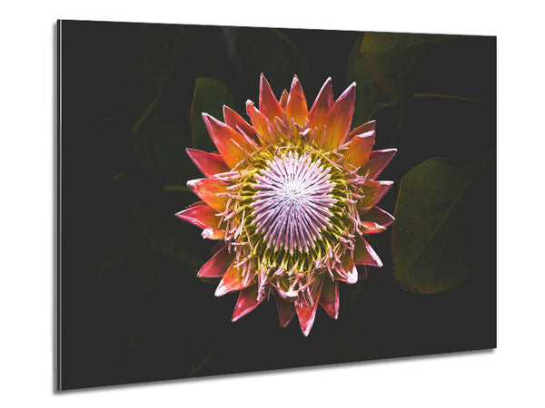 Star big flower Metal Print
