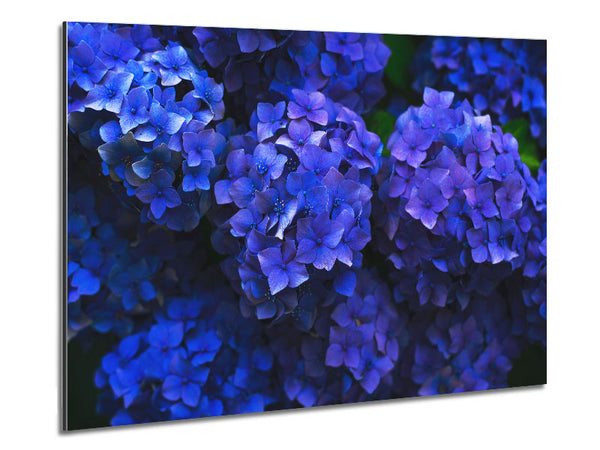 Purple flowers bunched Metal Print