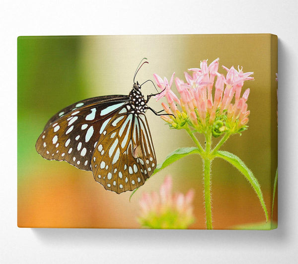  A Canvas Print of Butterfly feeding time Canvas Print